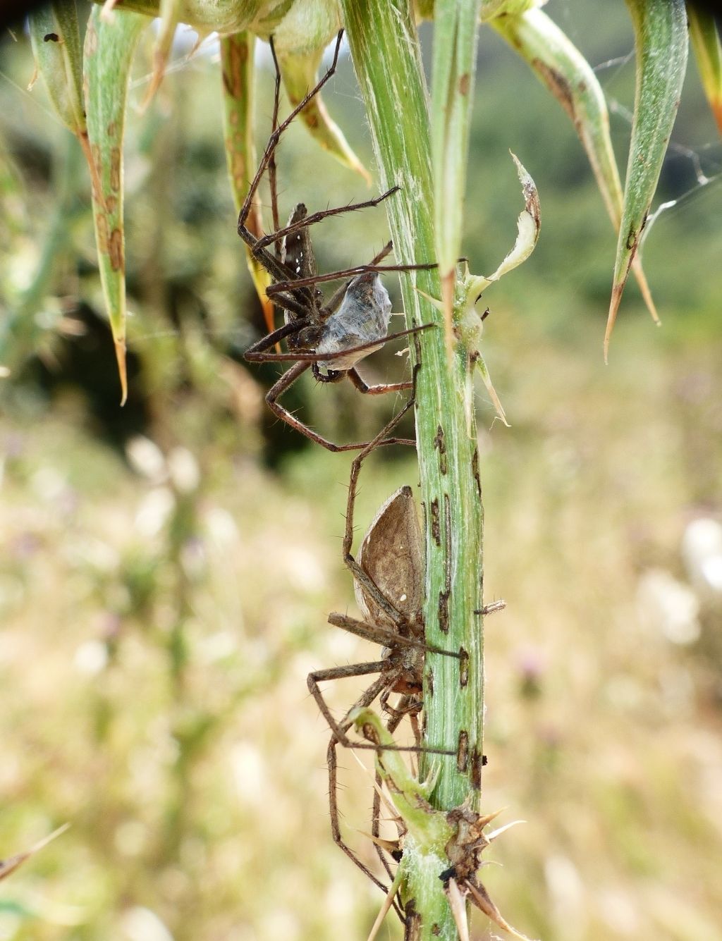 Pisaura cfr mirabilis, corteggiamento